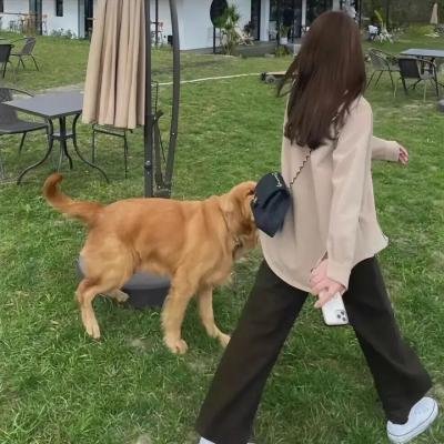 丹妮尔·凯布尔：目击者